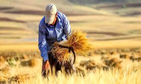 نامه‌ای سرنوشت‌ساز به پزشکیان/ قیمت خرید تضمینی گندم 1404 اعلام شد!