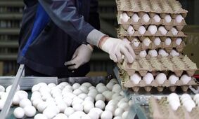 قیمت تخم مرغ تا پایان هفته گران تر می شود
