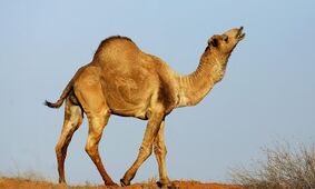 قیمت گوشت شتر نجومی شد /مراقب باشید به جای گوشت شتر به شما گوشت گوساله نیندازند!