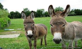 تورم قیمت الاغ را تکان داد/ دلایل جالب افزایش قیمت این چهارپا

