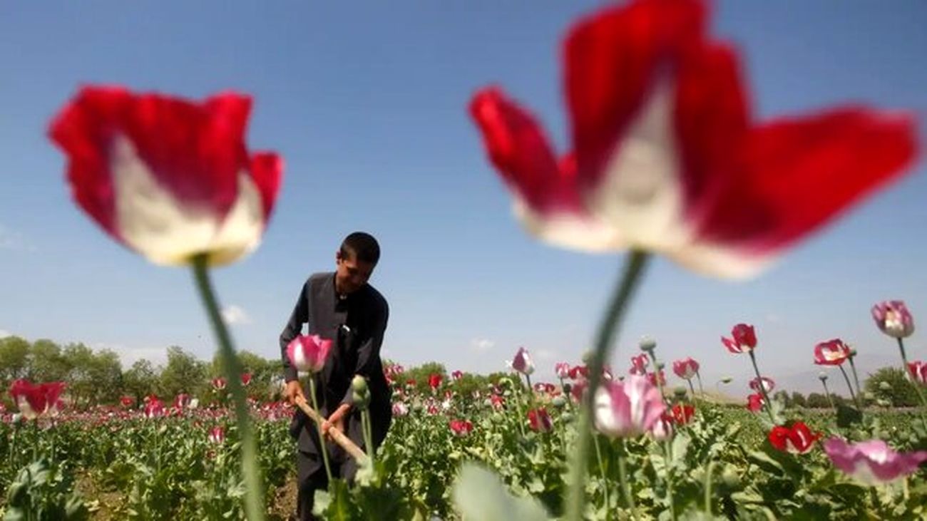 افزایش درآمد نجومی این کشاورزان بابت کشت تریاک + جزییات