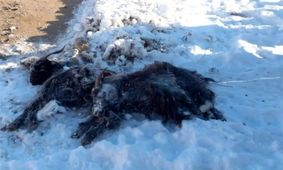 سرمای شدید بیش از ۱۰ هزار راس احشام را در «سمنگان» تلف کرد / ضرر ۷۰ درصد دامداران