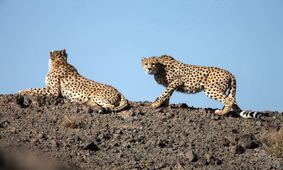 خسارت سنگین انقراض یوز ایرانی برای اقتصاد ایران / سیلاب های شدیدتر تا ضربه به صنعت ماهیگیری