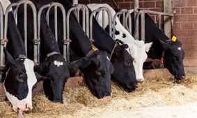 ورود جدی تنظیم بازار برای کنترل قیمت دام؛ واردات آزاد شد