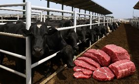 جنگ جهانی بر سر گوشت و لبنیات / سفره مردم کوچک می شود ؟!