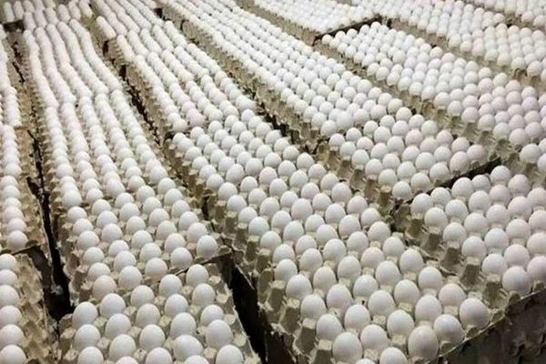 تخم‌مرغ ۴۲۰ هزار تومانی: شوک بزرگ به سفره‌های مردم!