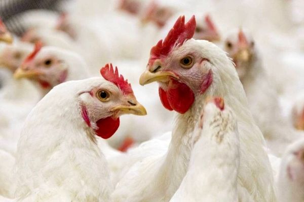 کمبود نهاده‌ها و وضعیت نگران‌کننده بازار مرغ شب عید