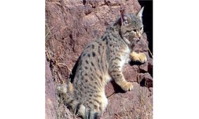 فیلم حمله گربه زیبای وحشی ایرانی به مرغ ها/ مرد جهرمی چه کرد؟