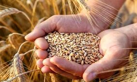نرخ جدید گندم در آستانه اعلام؛ کارشناسان چه قیمتی پیشنهاد می‌کنند؟