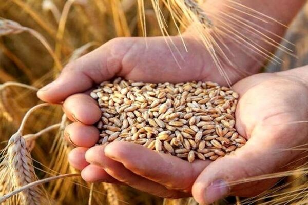 نرخ جدید گندم در آستانه اعلام؛ کارشناسان چه قیمتی پیشنهاد می‌کنند؟