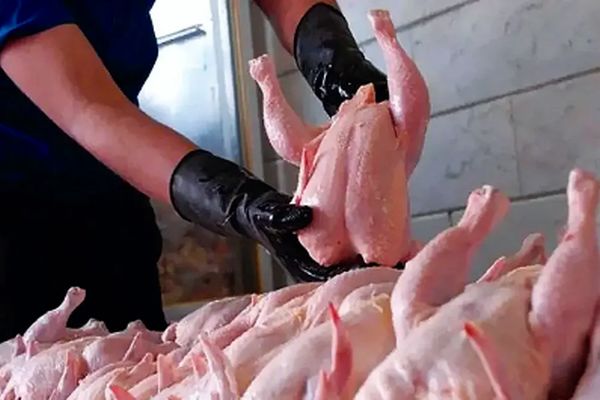 مرغ را گرانتر از این قیمت نخرید!