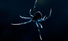 حافظه "بیوه سیاه" را دست کم نگیرید!
