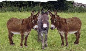 قیمت الاغ نجومی شد / خر گردن کلفت در اولویت فروش !