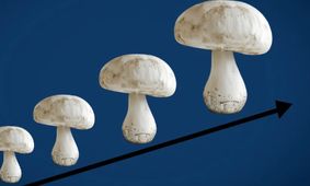 چرا قارچ ناگهان گران شد؟