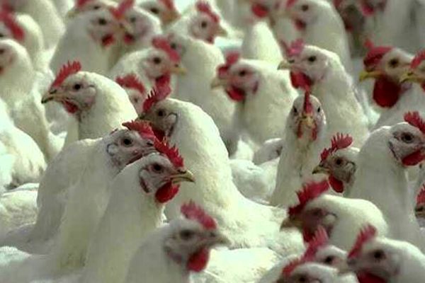 بازار مرغ در آستانه انقلاب قیمتی