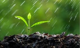 راهکار عجیب وزیر کشاورزی / آیا رویای آب سبز  تعبیر دارد؟