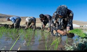 "تب شالیزار" باز هم قربانی گرفت 