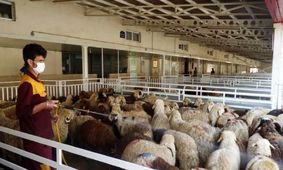 جدیدترین قیمت دام زنده امروز ۲۷ اردیبهشت ۱۴۰۴