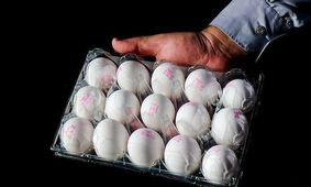 قیمت تخم مرغ اعلام شد؛ آیا باید منتظر افزایش قیمت باشیم؟