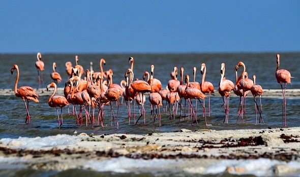 سندروم جهانی استخراج لیتیوم بلای جان محیط زیست/ افزایش 12 درصدی مرگ فلامینگوها 