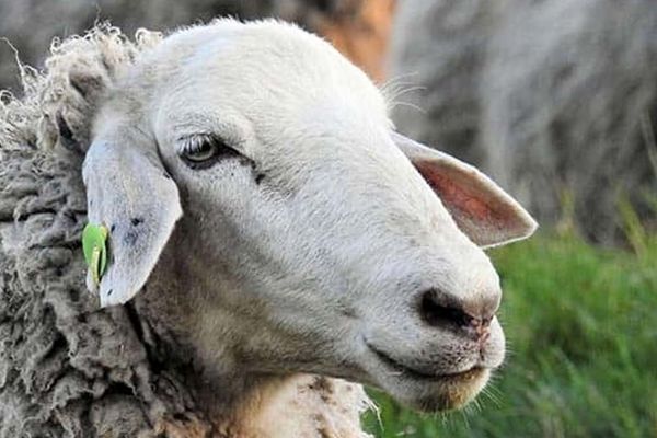 قیمت گوسفند زنده امروز چند؟