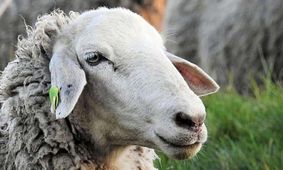 قیمت گوسفند زنده امروز چند؟