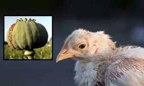 افشاگری بزرگ/ آیا مرغ‌های تریاکی وارد بازار شده‌اند؟