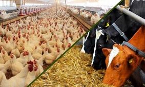 تورم در گاوداری‌ها و مرغداری‌ها به اوج رسید / زنگ خطر برای بازار مواد غذایی !