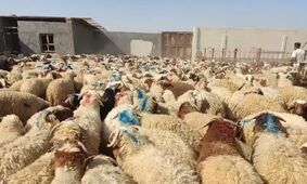 بازار دام زنده آرام گرفت / نرخ‌ها در تهران، اصفهان، مشهد و یزد چقدر است؟ +جدول
