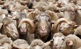 گوسفند ارزان شد / جدیدترین قیمت دام زنده امروز ۲۹ اردیبهشت ۱۴۰۴