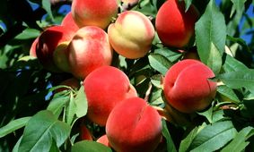 هجوم ترامپ به بازار هلو