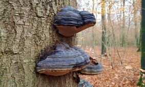 کشف جدید دانشمندان: قارچی که می‌تواند در آینده جایگزین پلاستیک شود