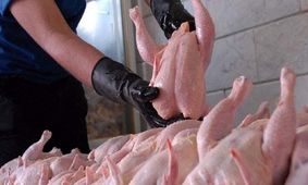 مرغ سر به فلک زد / چوب گرانی را مردم می‌خورند