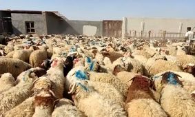 دام زنده در کدام استان‌ها گران‌تر یا ارزان‌تر است؟ + جدول قیمت 