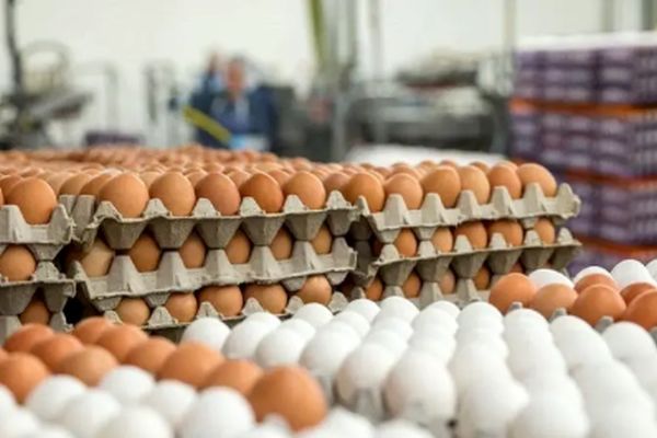 تخم‌مرغ ارزان شد / گرانتر از این قیمت نخرید !