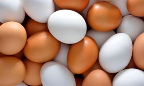 قیمت تخم مرغ شهریور ۱۴۰۴؛ تخم مرغ دو زرده محلی چند؟
