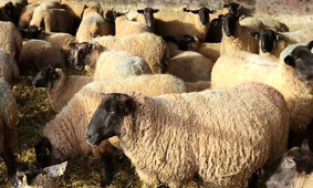  قیمت هر کیلو دام زنده به 290 هزار تومان رسید/میش کیلویی چند؟!