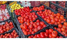 فاجعه در بازار! گوجه فرنگی به قیمت طلا نزدیک شد