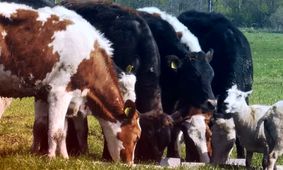 جدیدترین قیمت دام زنده ۱۷ تیر ۱۴۰۴ + جدول