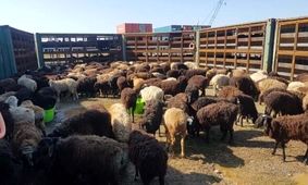 قیمت جدید دام زنده مشخص شد/ گوسفند در کدام استان ارزان‎تر است؟