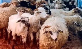 قیمت گوسفند زنده امروز پنجشنبه  ۹ مرداد ۱۴۰۴ / ارزان ترین و گران ترین استان ها مشخص شدند +جدول