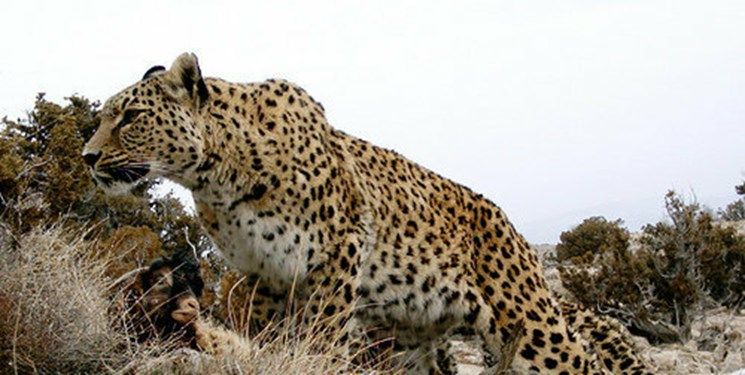 جفت گیری پلنگهای ایرانی وسط روز روشن + عکس