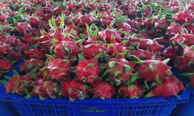 رونمایی از قطب آینده بازار میوه در جهان