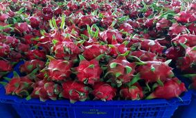 رونمایی از قطب آینده بازار میوه در جهان