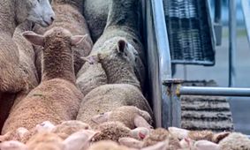 جدیدترین قیمت دام زنده امروز 8 شهریور 1404 + جدول