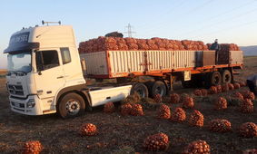 صادرات پیاز از تمامی گمرکات مجاز شد  + سند