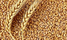 گندم در جهان گران تر شد؛ نان ایران چه می شود؟