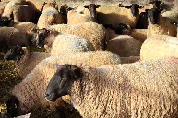 قیمت روز دام زنده ۲۱ بهمن 1404  + جدول