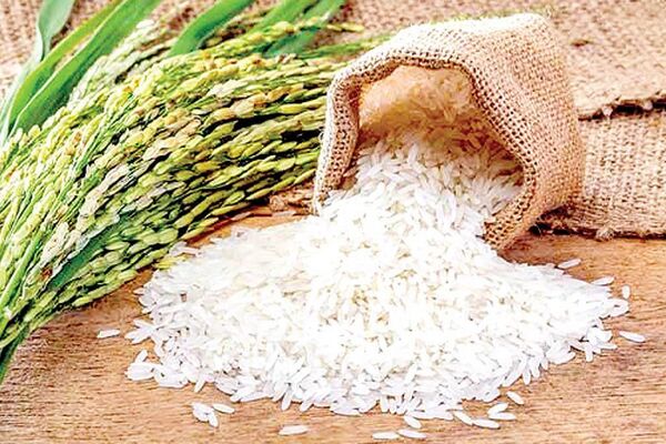 جدیدترین قیمت برنج در بازار / کیسه ۱۰ کیلویی برنج عنبربو، طارم، صدری، شیرودی و...چند ؟!