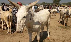 قیمت نجومی خر در بازار / تجارت خر دوباره جنجال انداخت !